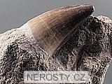 zub, mosasaurus anceps
