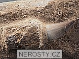zub, mosasaurus anceps