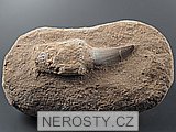 zub, mosasaurus anceps