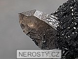 skoryl, záhněda