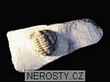 trilobit