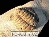trilobit, více neurčeno