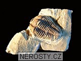 trilobit