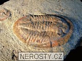 trilobit, asaphus