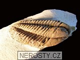 trilobit, více neurčeno