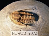 trilobit, více neurčeno