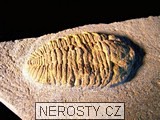 trilobit, více neurčeno