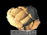 trilobit