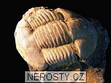 trilobit, illaenus sp.