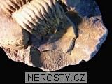 trilobit, illaenus sp.