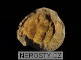 trilobit, asaphus sp.