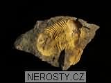 trilobit, illaenus sp.