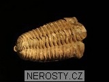 trilobit