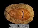 trilobit