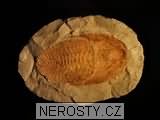 trilobit, paradoxides sp.