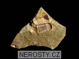trilobit, symphysurus rouvillei