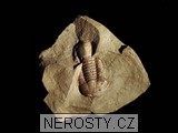 trilobit