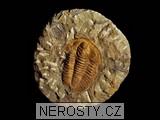 trilobit