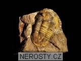 trilobit