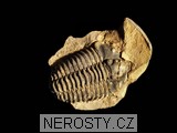 trilobit