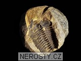 trilobit, diacalymene