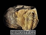 trilobit, diacalymene