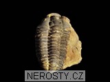 trilobit