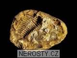 trilobit, diacalymene