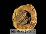 trilobit, diacalymene