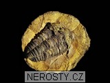 trilobit