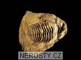 trilobit, diacalymene