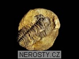 trilobit