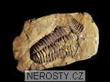 trilobit