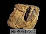 trilobit