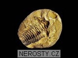 trilobit, diacalymene