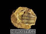 trilobit, diacalymene
