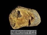 trilobit, diacalymene