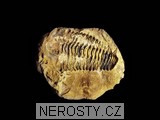 trilobit, diacalymene