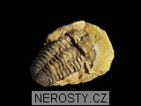 trilobit