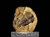trilobit, diacalymene