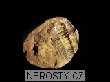 trilobit, diacalymene