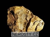 trilobit, diacalymene