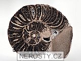 amonit, mammites nodosoides