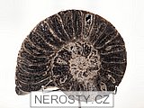 amonit, mammites nodosoides