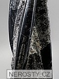 ortoceras