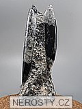 ortoceras