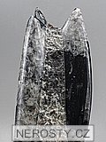 ortoceras