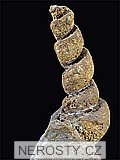 mlž, gastropod turritella