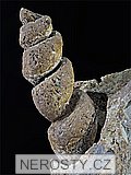 mlž, gastropod turritella