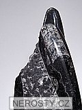ortoceras
